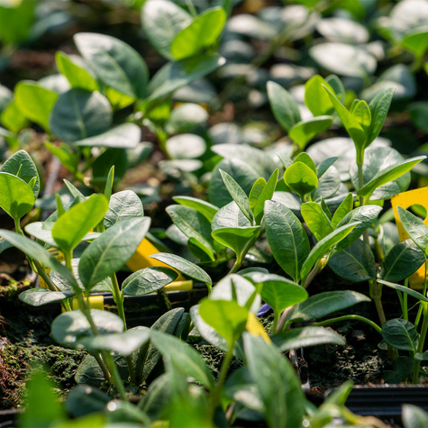 Barwinek mniejszy Rubra Plena (C2)