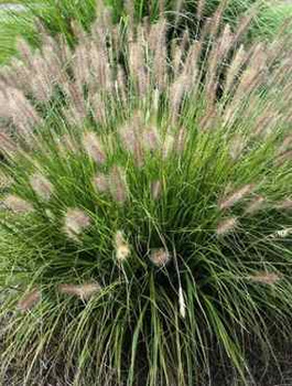 Pennisetum alopecuroides, Rozplenica japońska, Piórkówka 'Weserbergland'
