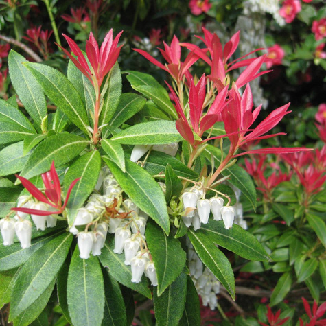 Pieris japoński (C2)