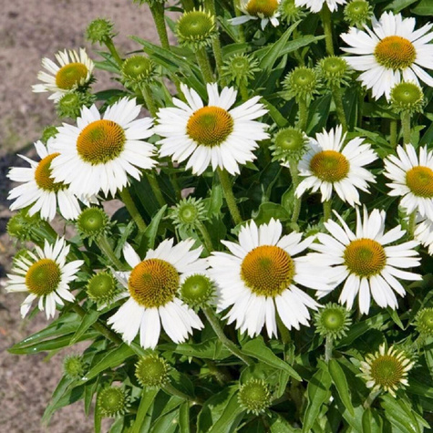 Jeżówka purpurowa Papallo Classic Milk (C2)