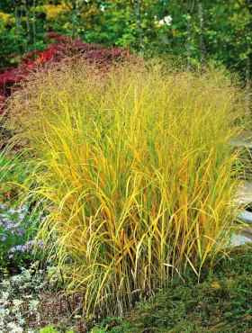 Proso rózgowate Strictum