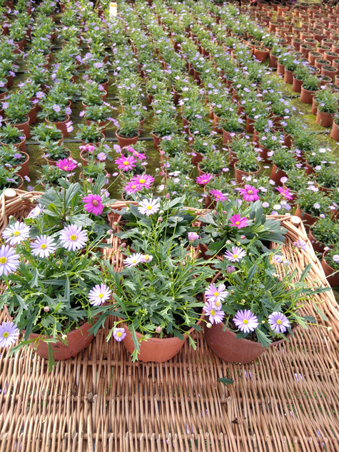 Czubatka ubiorkolistna Zestaw 3 szt. różowej i 3 szt. niebieskiej