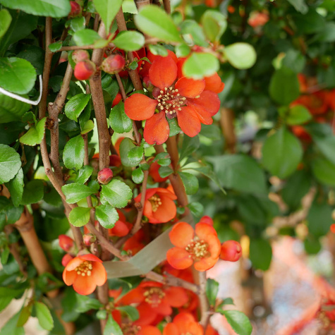 Pigwowiec japoński Sargentii (C2)