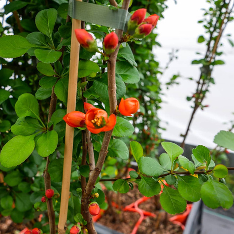 Pigwowiec japoński Cido w doniczce (C2)