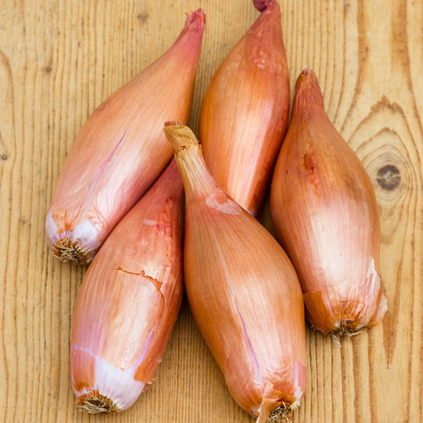 Cebula Rosa mieszaniec, wczesna 500g