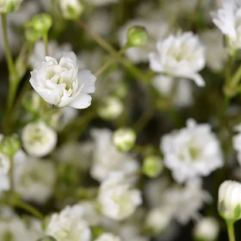 Gipsówka wiechowata Festival White (C2)