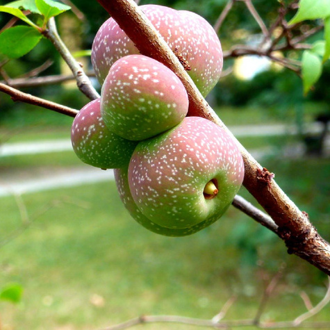 Pigwowiec Jadalny Szczepiony (C2)