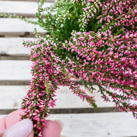 Wrzos pospolity różowy pączkowy