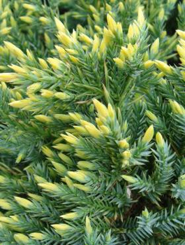 Jałowiec łuskowaty Gold Tip (C2)