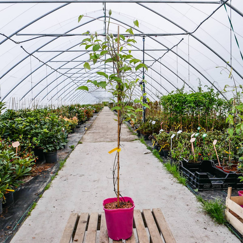 Powojnik Clematis wielkokwiatowy dr Ruppel P14