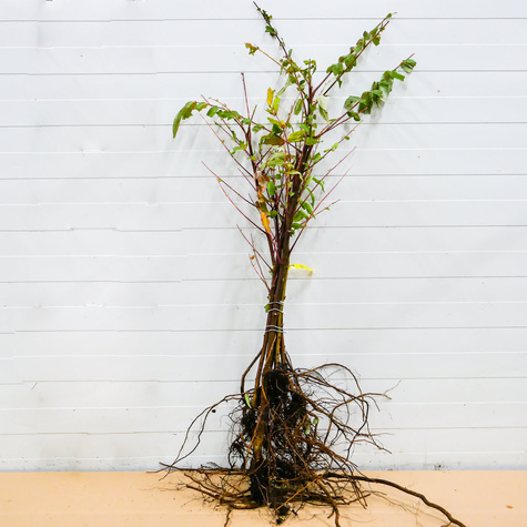 Sumak octowiec Plant Pack