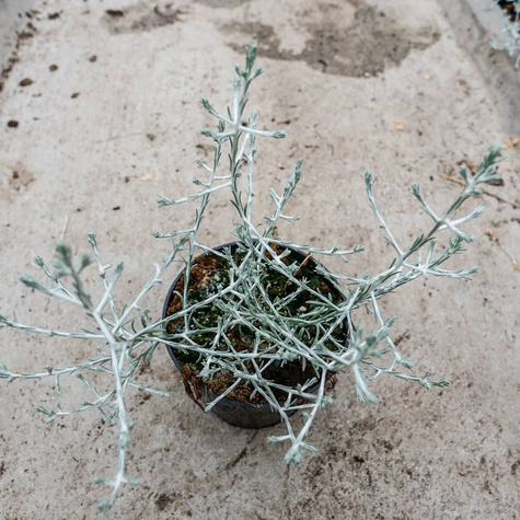 Drutowiec Calocephalus Silver Bush