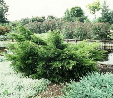 Jałowiec pośredni Mint Julep (P9)