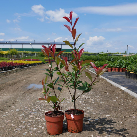 Głogownik Frasera Carre Rouge (C2)