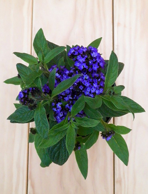 Heliotrop peruwiański 0,01g