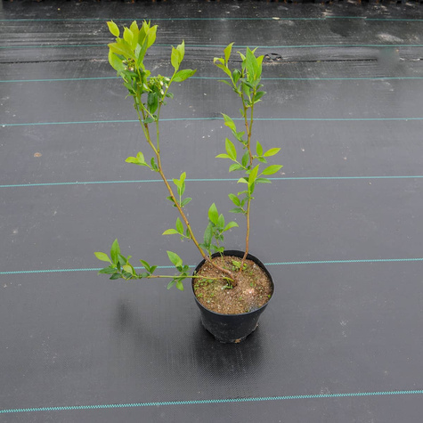 Borówka amerykańska Sierra średniowczesna (C2)