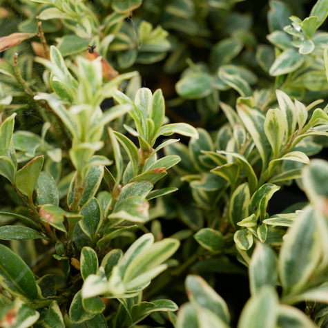 Bukszpan wieczniezielony Elegantissima (C2)