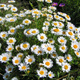 Aster alpejski White (C2)