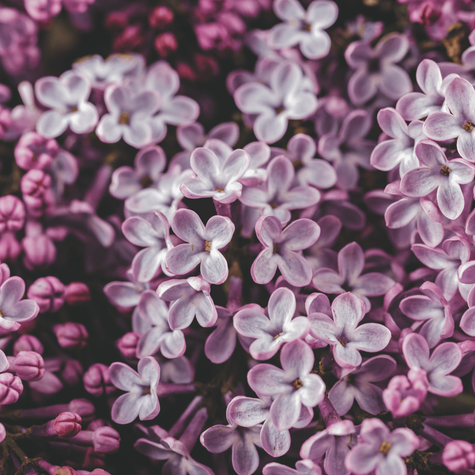 Lilak pospolity (C2)