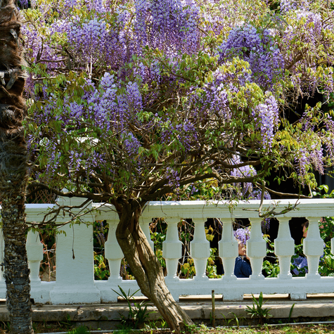 Glicynia kwiecista Wisteria Ludwik Lawin (C2)