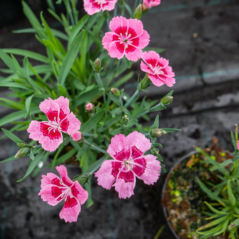 Goździk ogrodowy Tiny Pleasure Rose Eye wieloletni długokwitnący Nowość