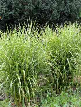 Miscanthus sinenesis Miskant chiński 'Giraffe'