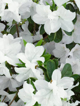 Azalia japońska White Lady (C2)