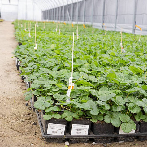 Truskawka poziomkowa chilijska Chaval (P9)