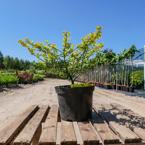 Ostrokrzew bukszpanowy karbowanolistny Golden Gem żeński (C2)