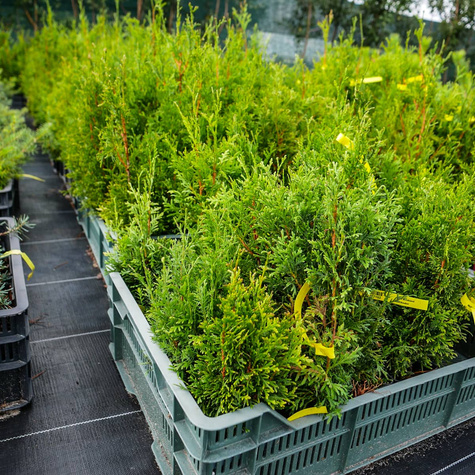Thuja Tuja Żywotnik zachodni Brabant P9