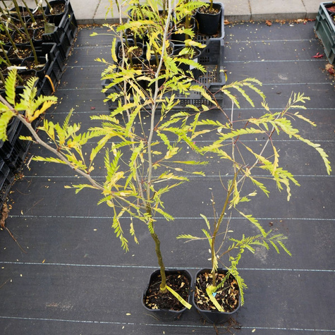 Glediczja trójcierniowa Sunburst (C2)