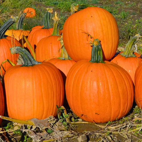 Dynia zwyczajna olbrzymia Jack O'Lantern 2g