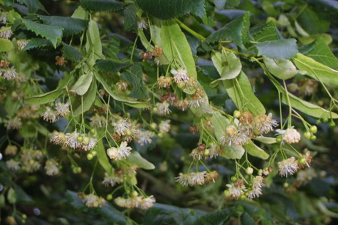 Lipa drobnolistna Greenspire (obw. 2-4cm)