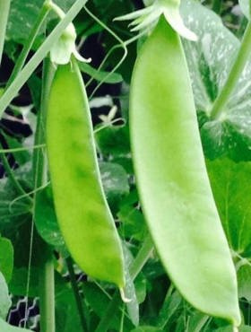 Groszek cukrowy Oregon Sugar Pod 40g