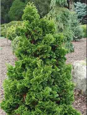 Thuja Tuja Żywotnik zachodni 'Zmatlik'