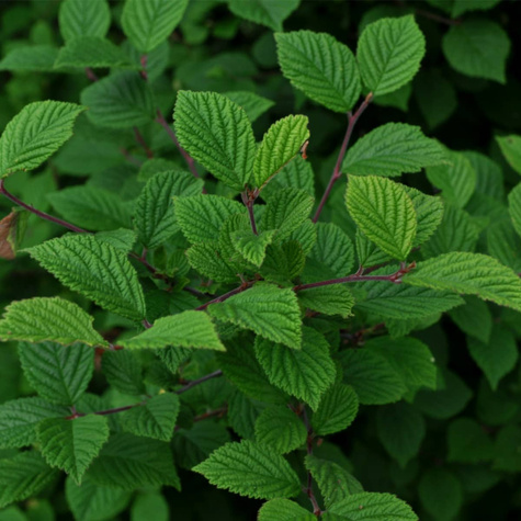 Wiśnia kosmata (C2)