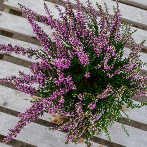 Wrzos pospolity fioletowy pączkowy