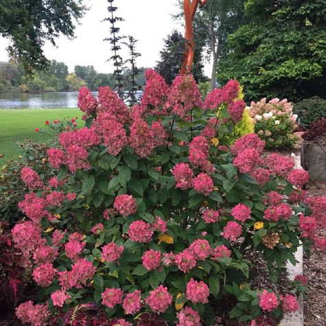Hortensja bukietowa Wim's Red wiechowata (C2)