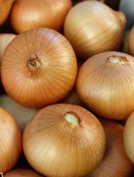 Cebula żółta Irka średniowczesna 500g