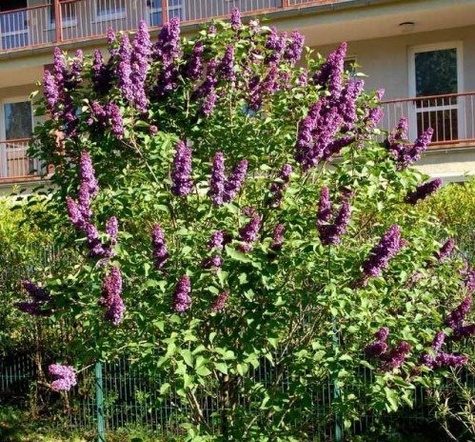 Lilak pospolity Bez Andenken an Ludwig Spath Najsilniej pachnący (C2)