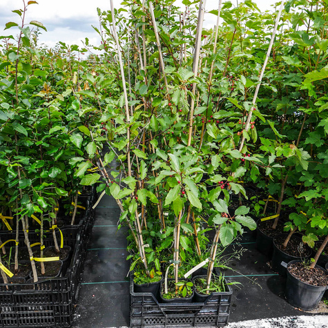 Kruszyna MIODODAJNA (C2)