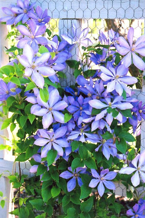 Powojnik Clematis wielkokwiatowy Mrs. Cholmondeley