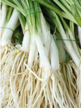 Cebula siedmiolatka Bajkal zimowa 500g