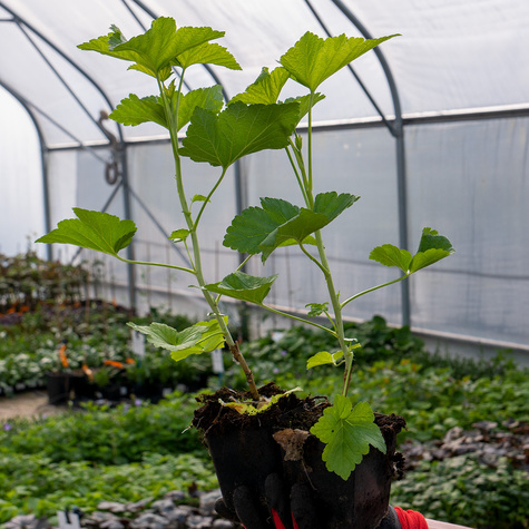 Porzeczka czarna Patio Black w doniczce