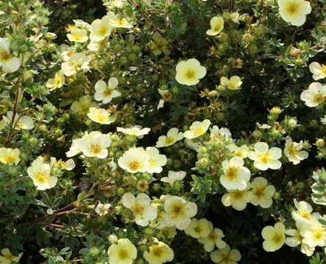 Pięciornik krzewiasty Primrose Beauty (C2)