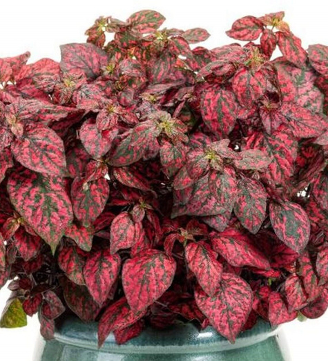 Niedośpian Hippo Red Improved zielono-czerwony