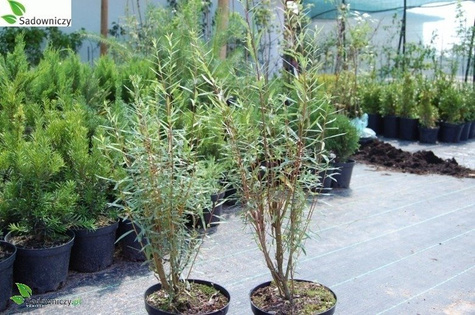 Wierzba purpurowa nana płożąca (C2)