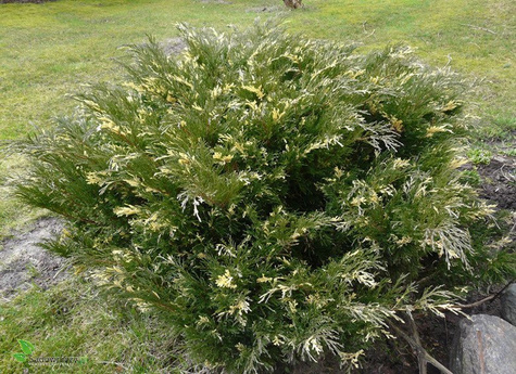 Jałowiec sabiński Variegata