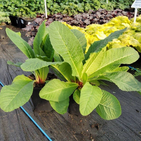 Pierwiosnek Ząbkowany Rubin (C2)