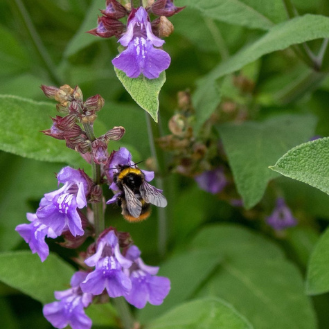 Szałwia lekarska 1g